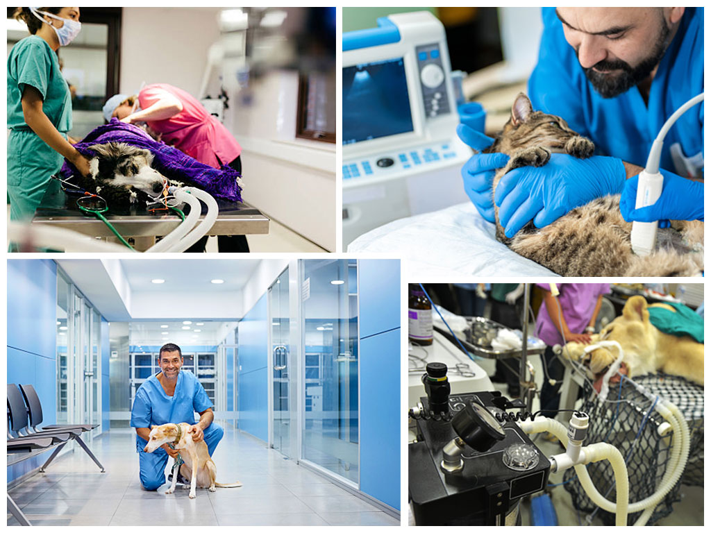 MasterClass-Veterinary-cursos-veterinarios