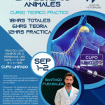 Curso Teorico practico Anestesia regional en pequeños animales