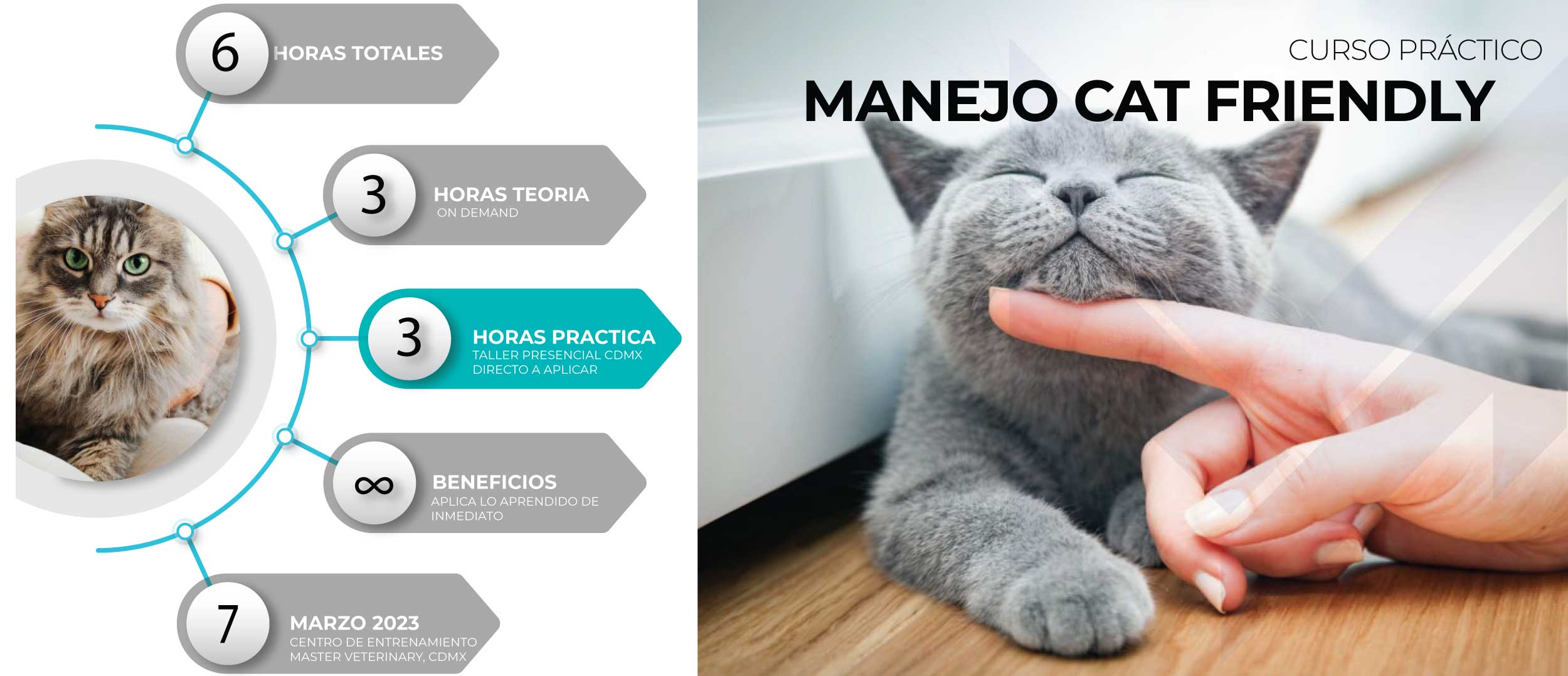 Curso Practico de manejo Cat Friendly Medicina Felina