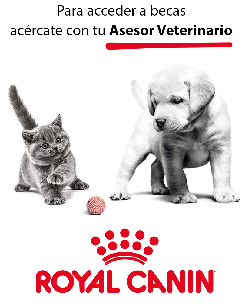 Becas master veterinary Royal Canin