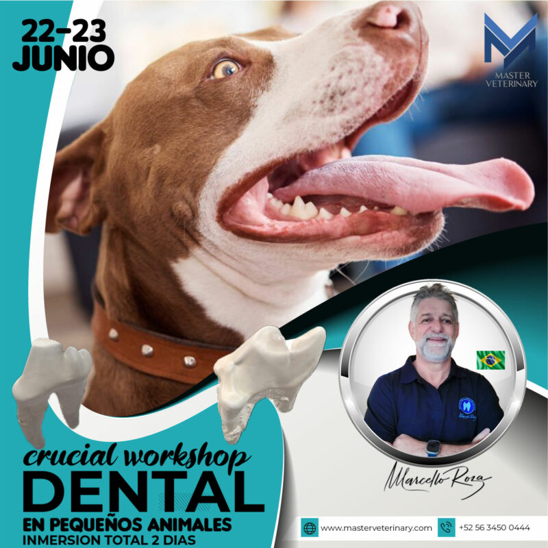 Curso dental en pequeñas especies