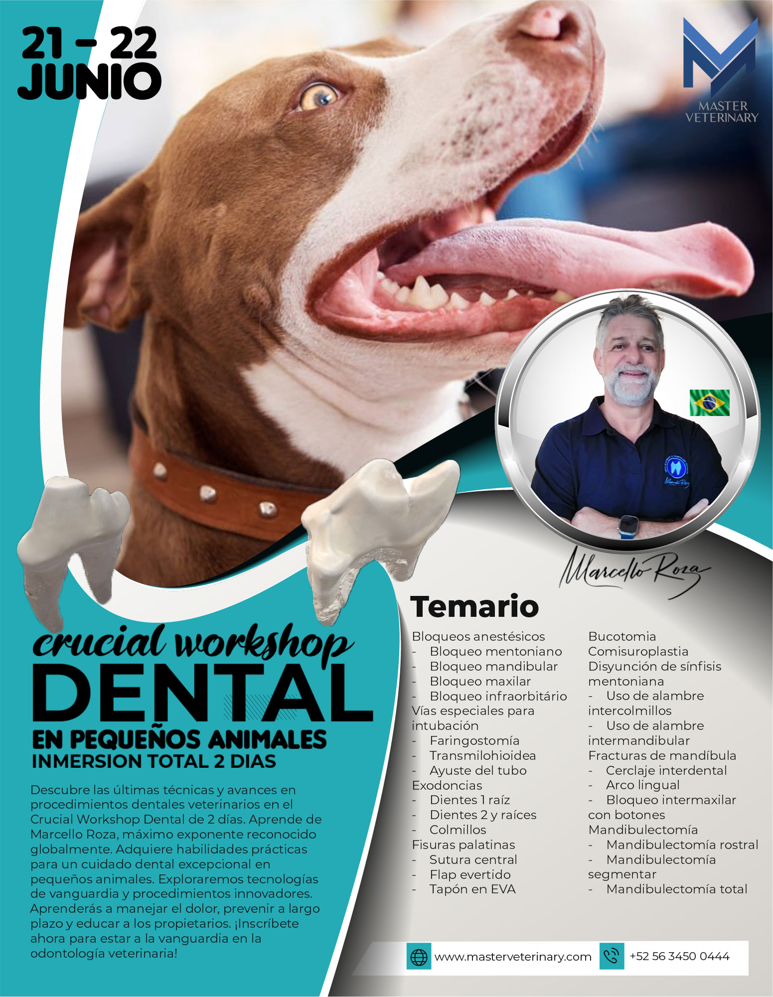 Curso dental en pequeñas especies